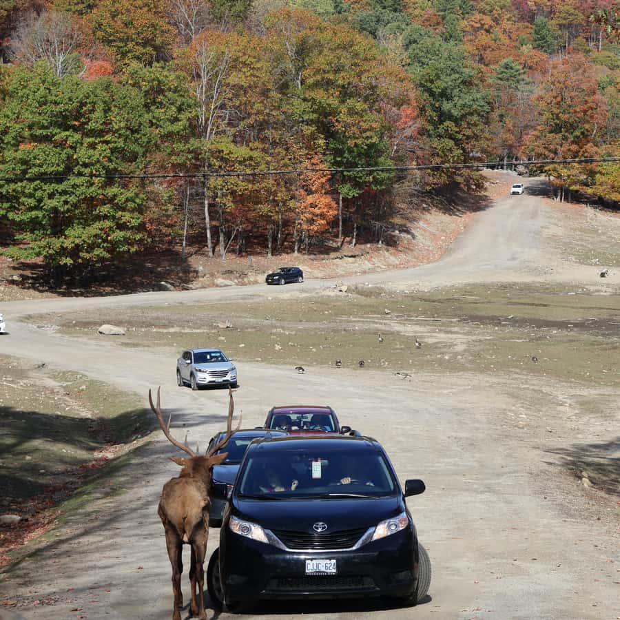 From Montreal: Omega Park Wildlife Safari Calling Sounds
