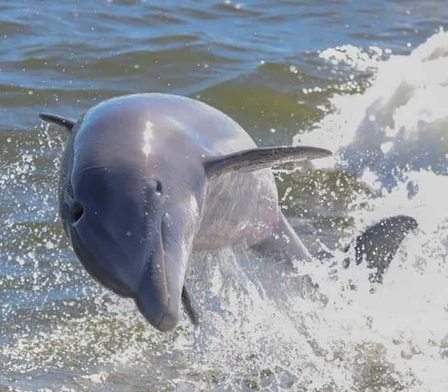Orange Beach: Dolphin-Watching Sunset Catamaran Cruise