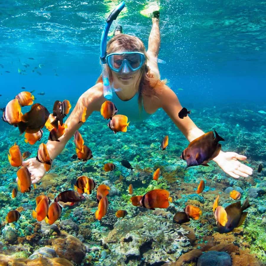 Socotra Diving Safari: 8-Day Group Tour in Protected Waters | GetYourGuide