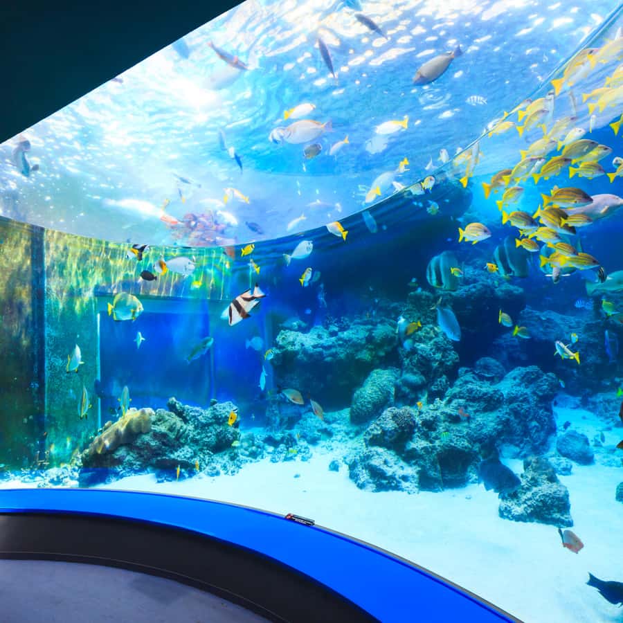 水槽 icchimama Okinawa Churaumi Aquarium (2025) - All You Need to Know BEFORE You