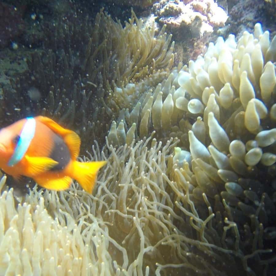 Vanuatu: Turtle and Snorkeling Tour med lunsj | GetYourGuide, image size:900x900