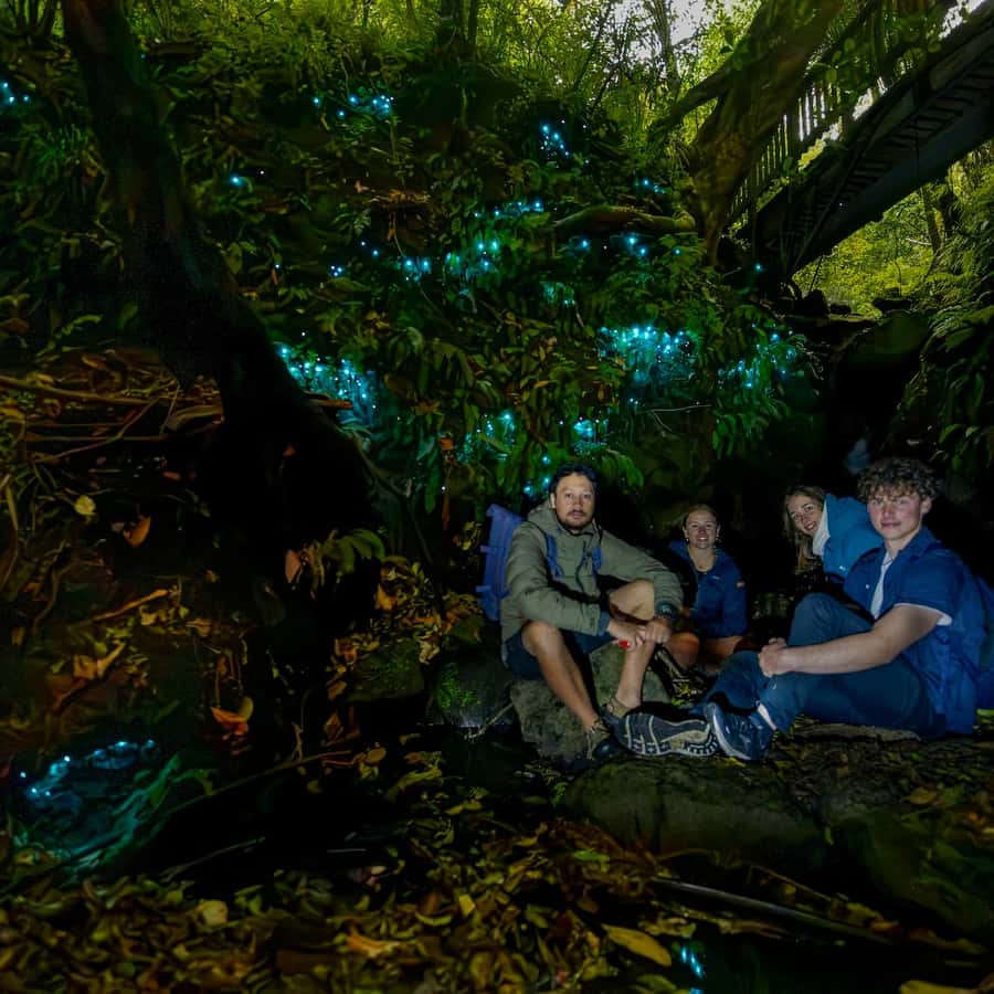 Auckland Glowworm Tour