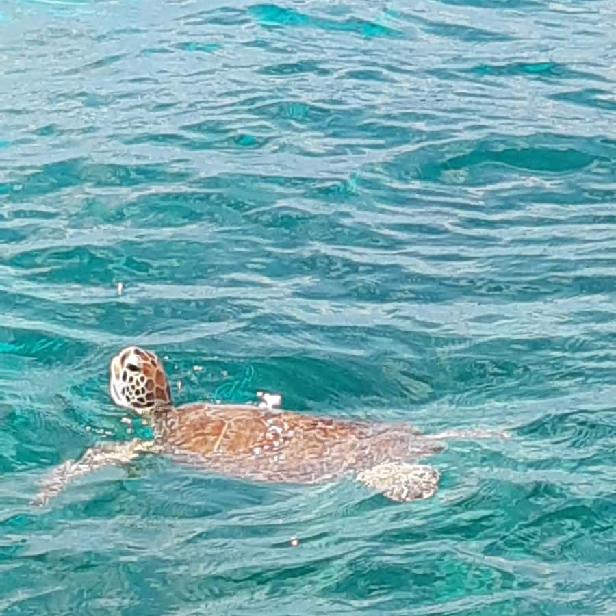 Saint Martin: Private boat trip with skipper