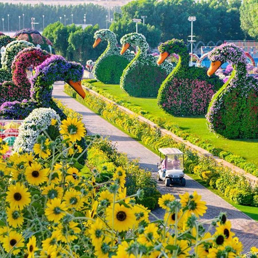 Dubai: Miracle Garden Tickets with Round-trip Transfer