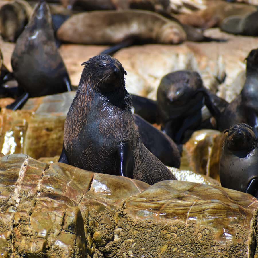 Schnorchelsafari im Kapstadter Ozean 2026 (Tiefpreisgarantie), image size:900x900