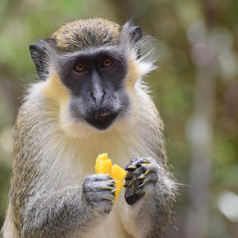 Monkey Feeding