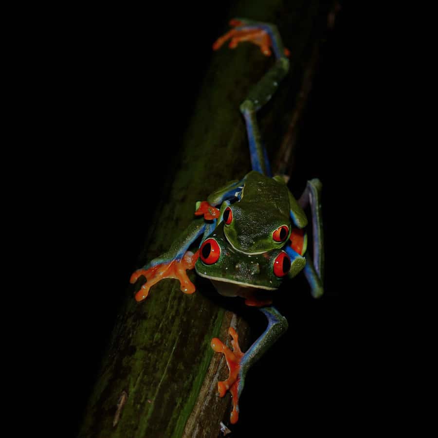La Fortuna: Night Tour La Fortuna GetYourGuide - Main Image