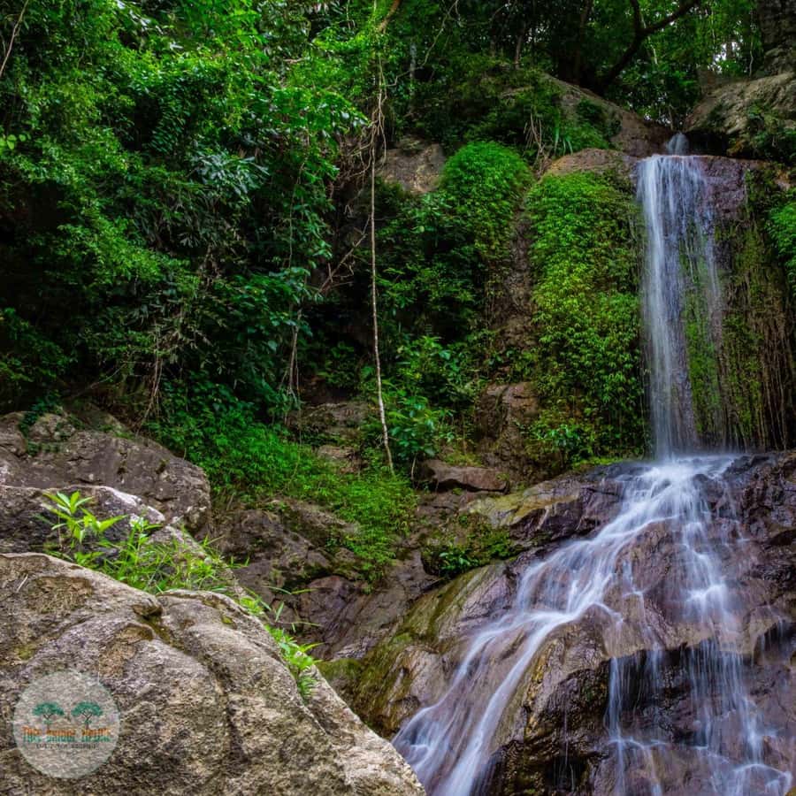 From Koh Samui: Tree Bridge Zipline and Café Experience