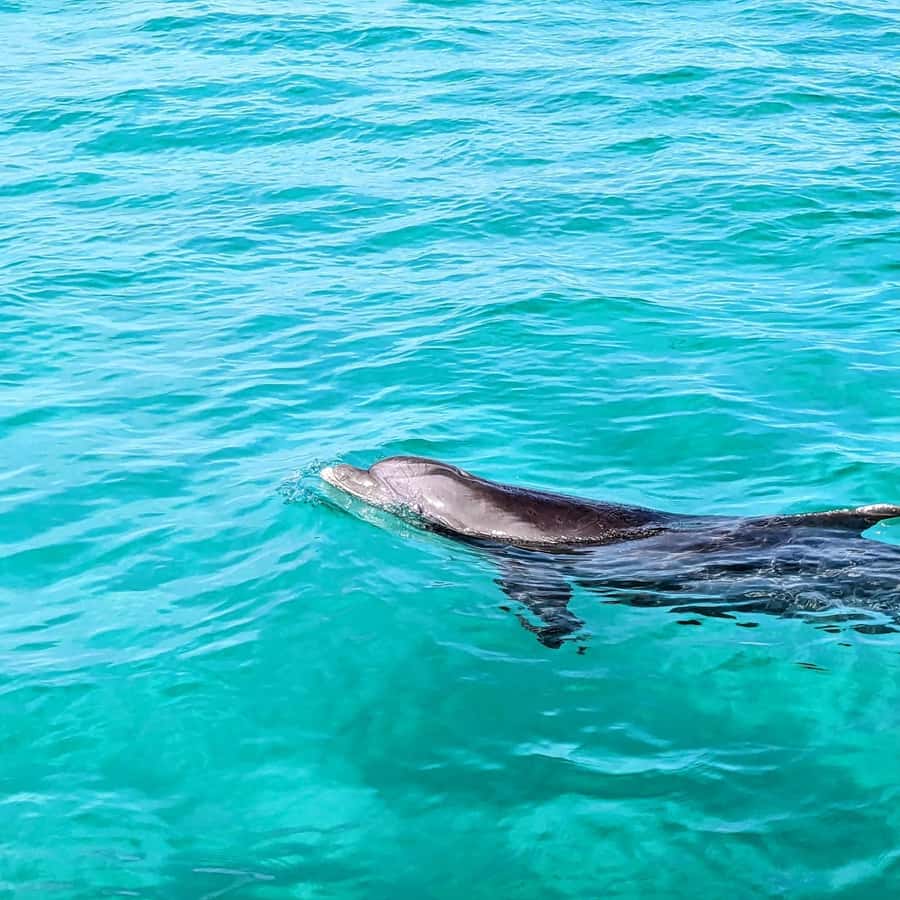 Destin: Public 3 Hour Crab Island and Harbor Tour