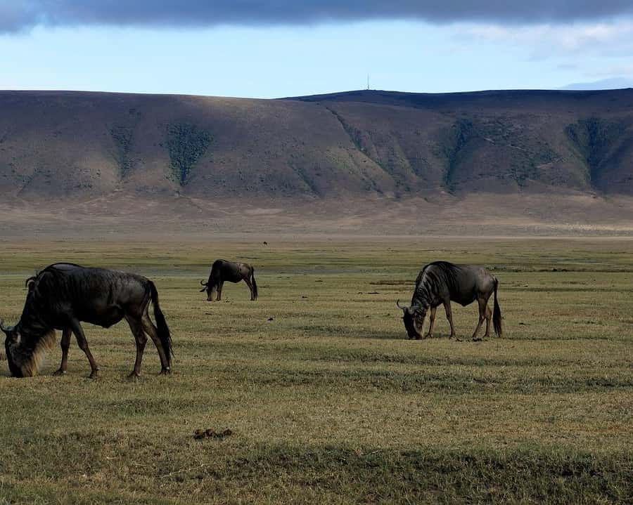 Galería de fotos para redes