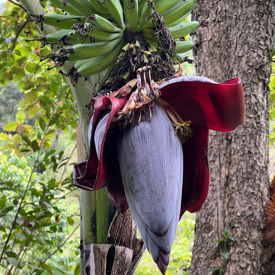 Colagem de mídia