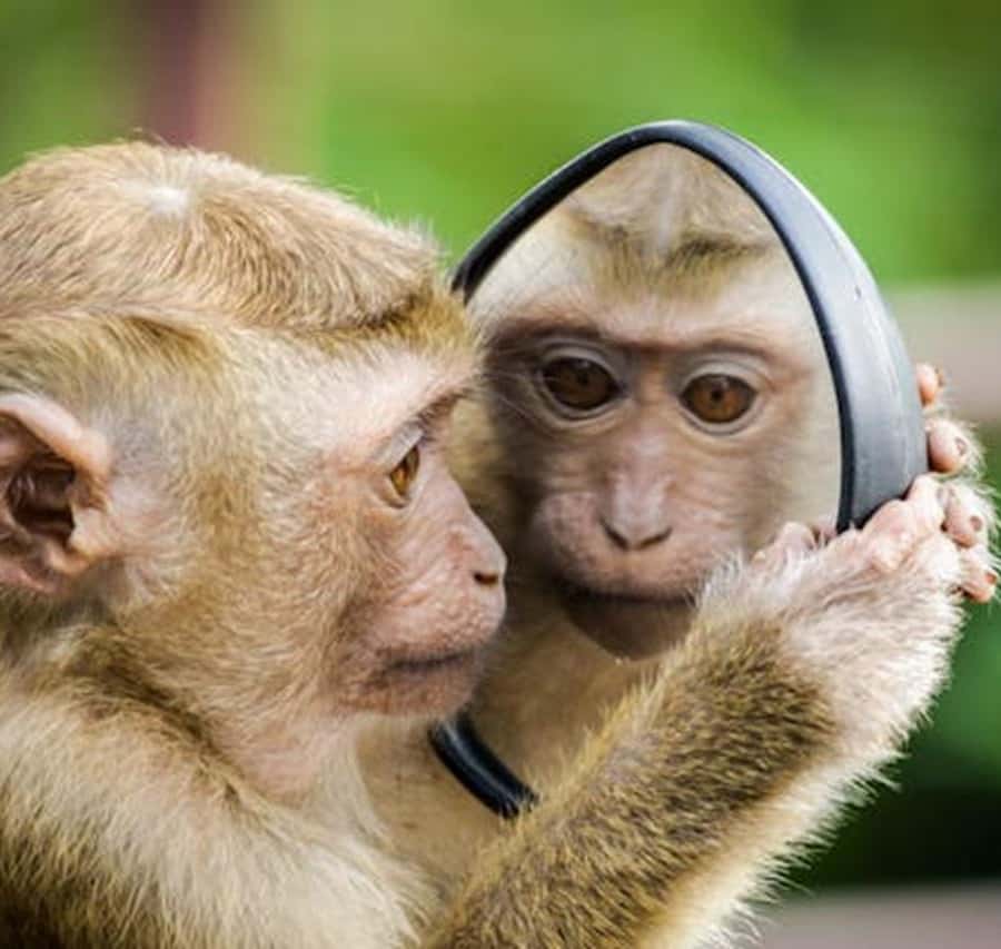 Galería de fotos para redes