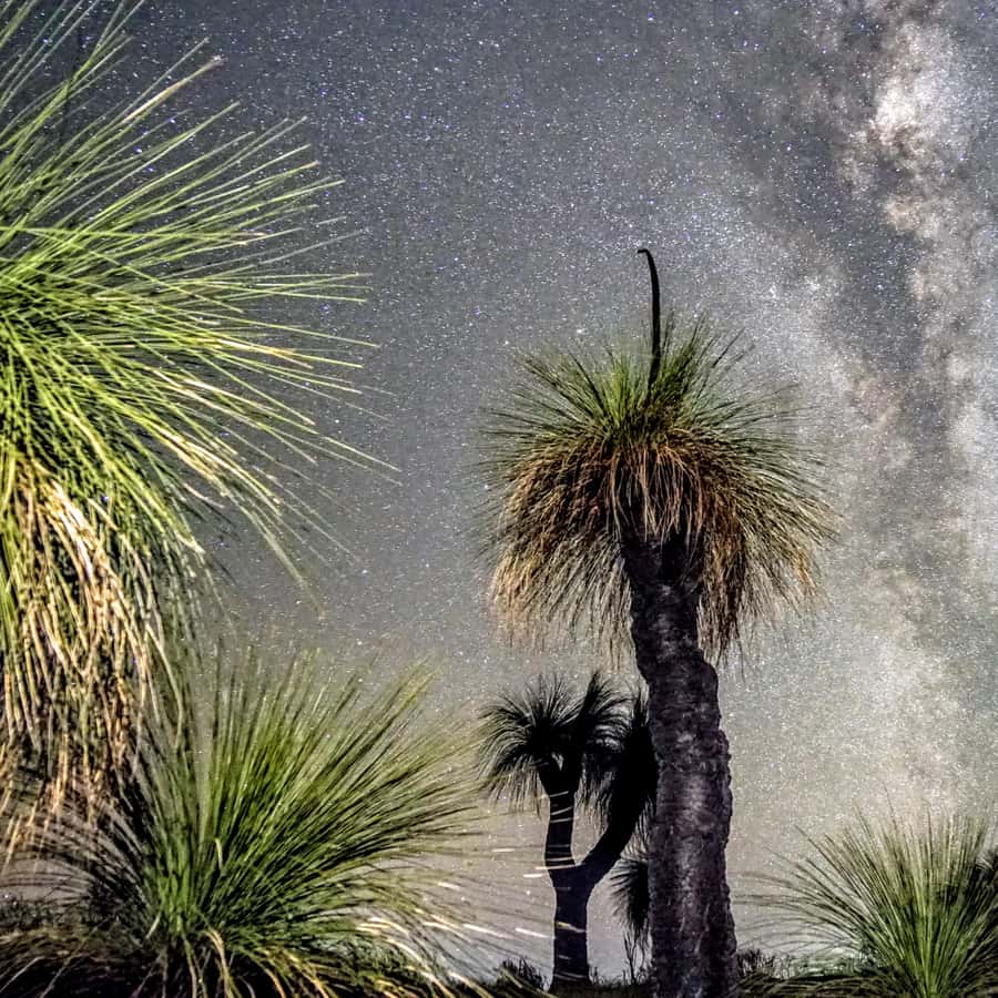 From Perth: Australian Animal Night Safari GetYourGuide