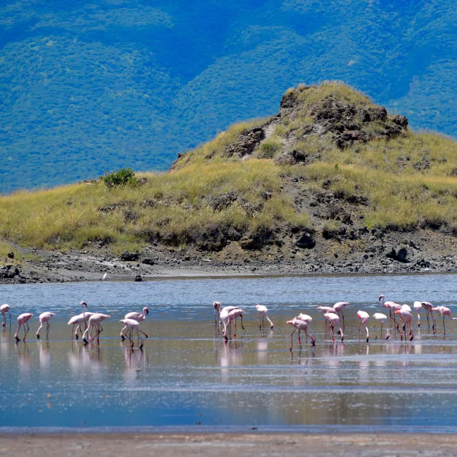 아루샤: 나트론 호수 당일 여행(호수 산책 & 폭포 하이크) | GetYourGuide