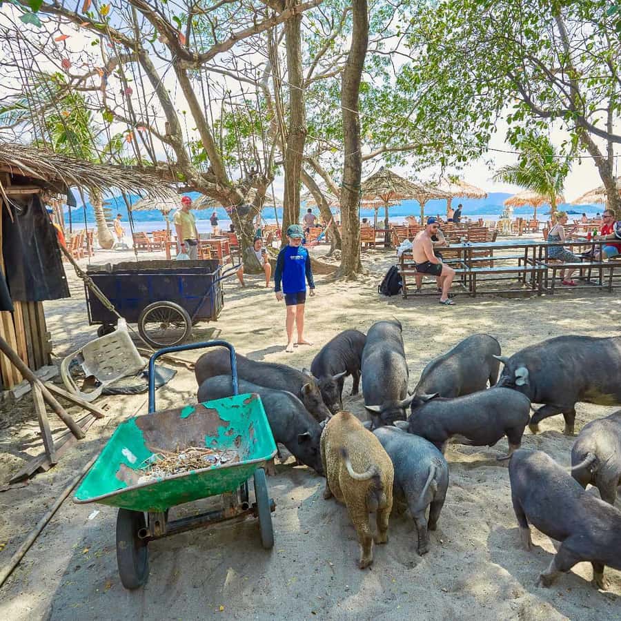 Koh Samui: Pig Island Tour by Speedboat with Snorkeling
