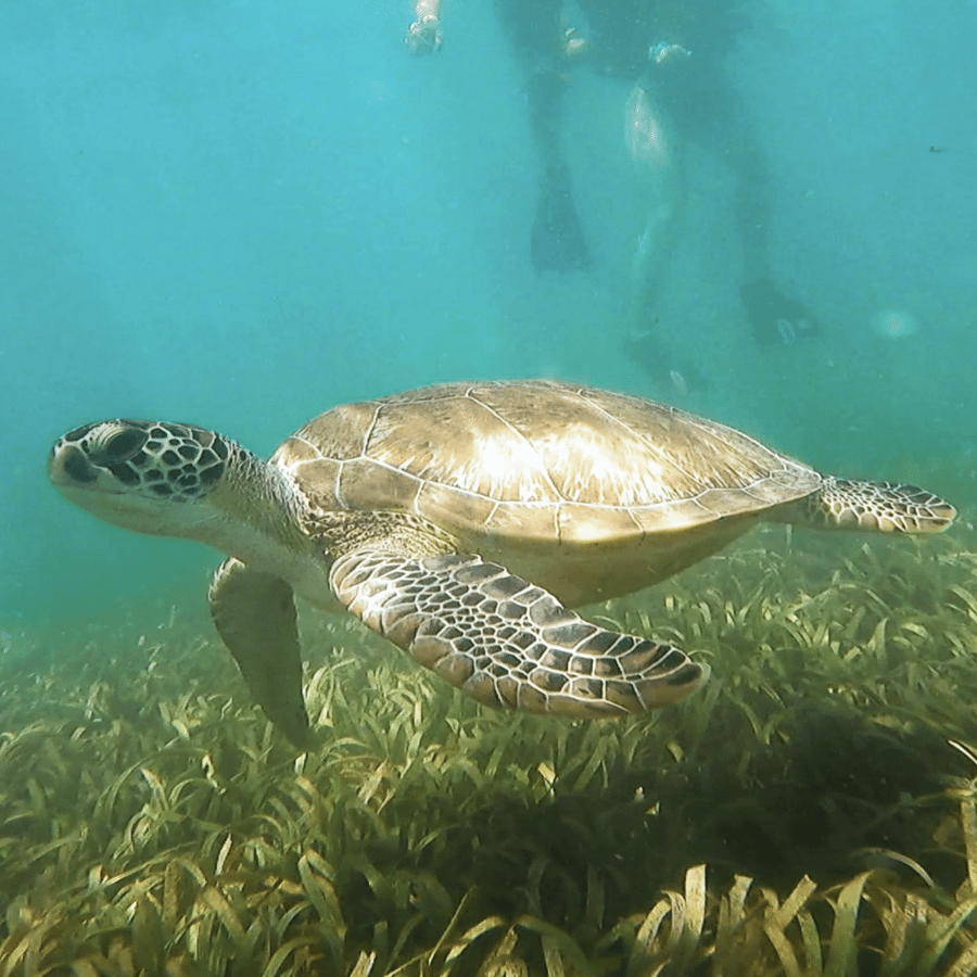 San Juan: Snorkel with Manatees and Turtles with Free Video