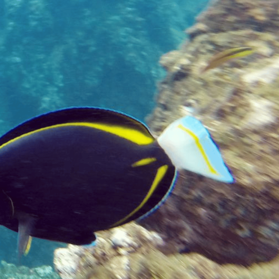 Uvita: Snorkling på øya Caño | GetYourGuide, image size:900x900