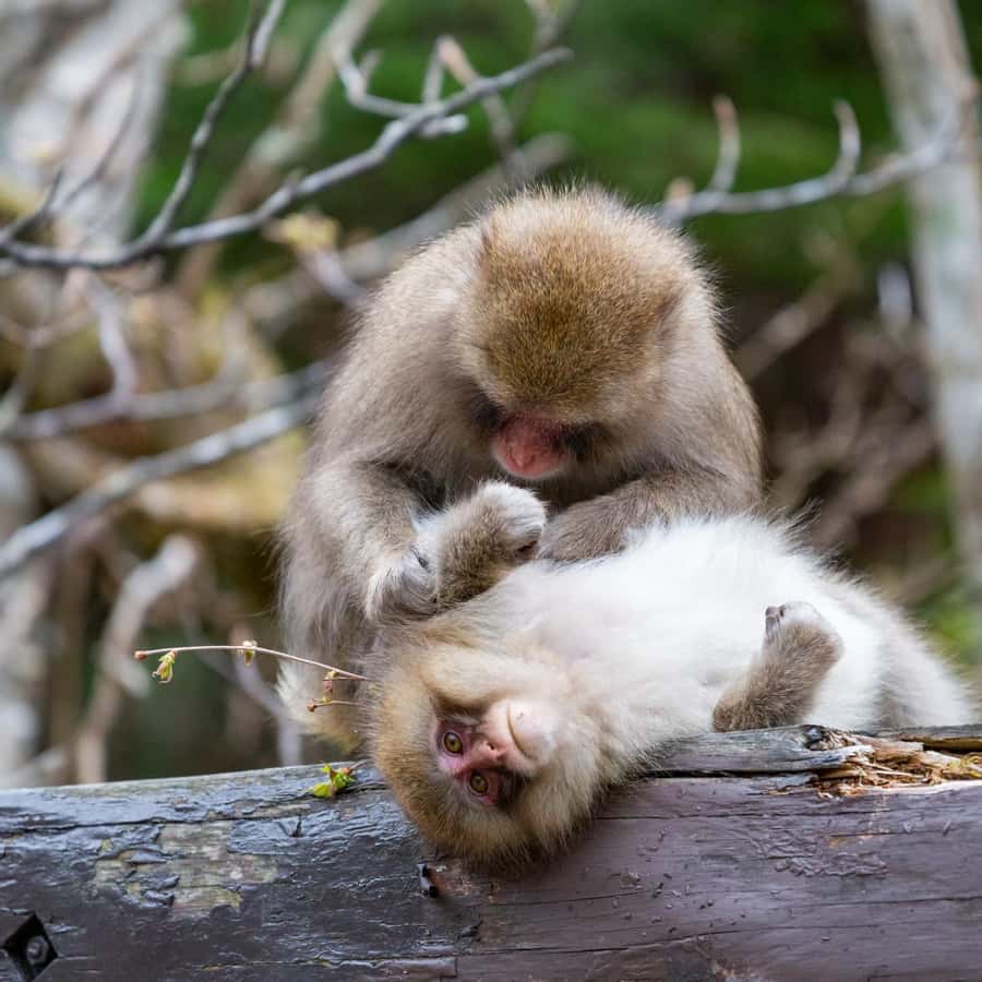 メディア コラージュ