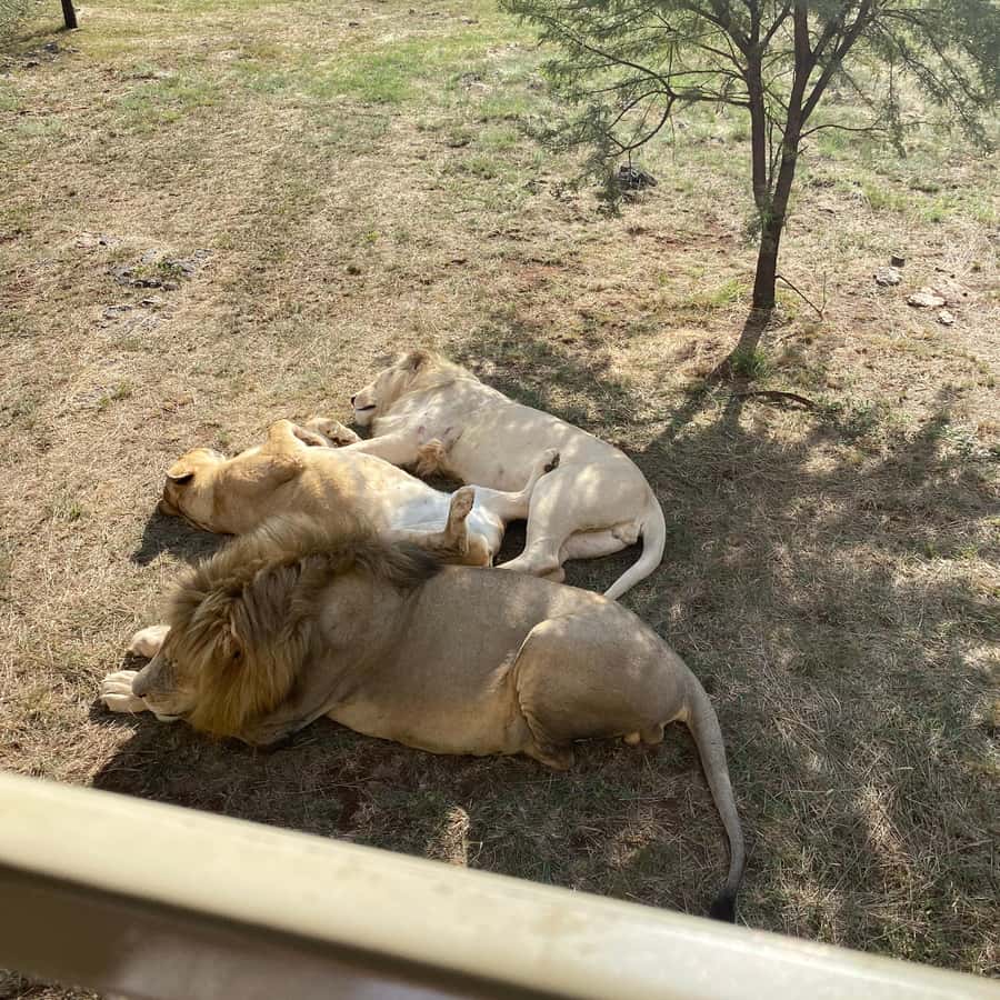 メディア コラージュ
