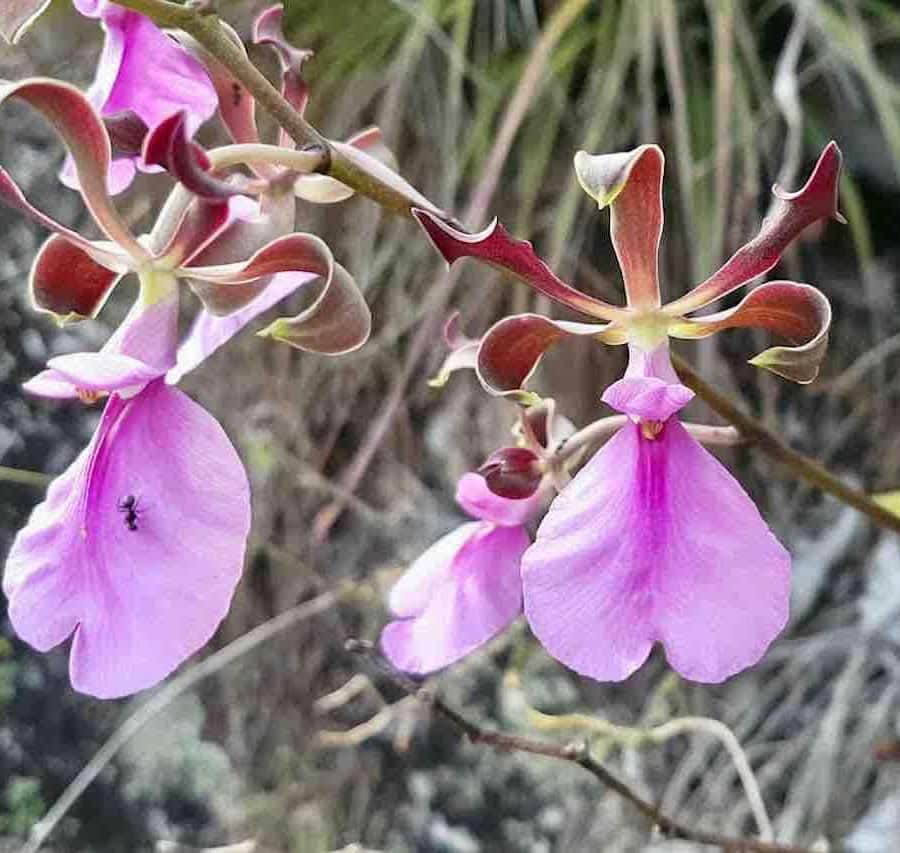 Colagem de mídia