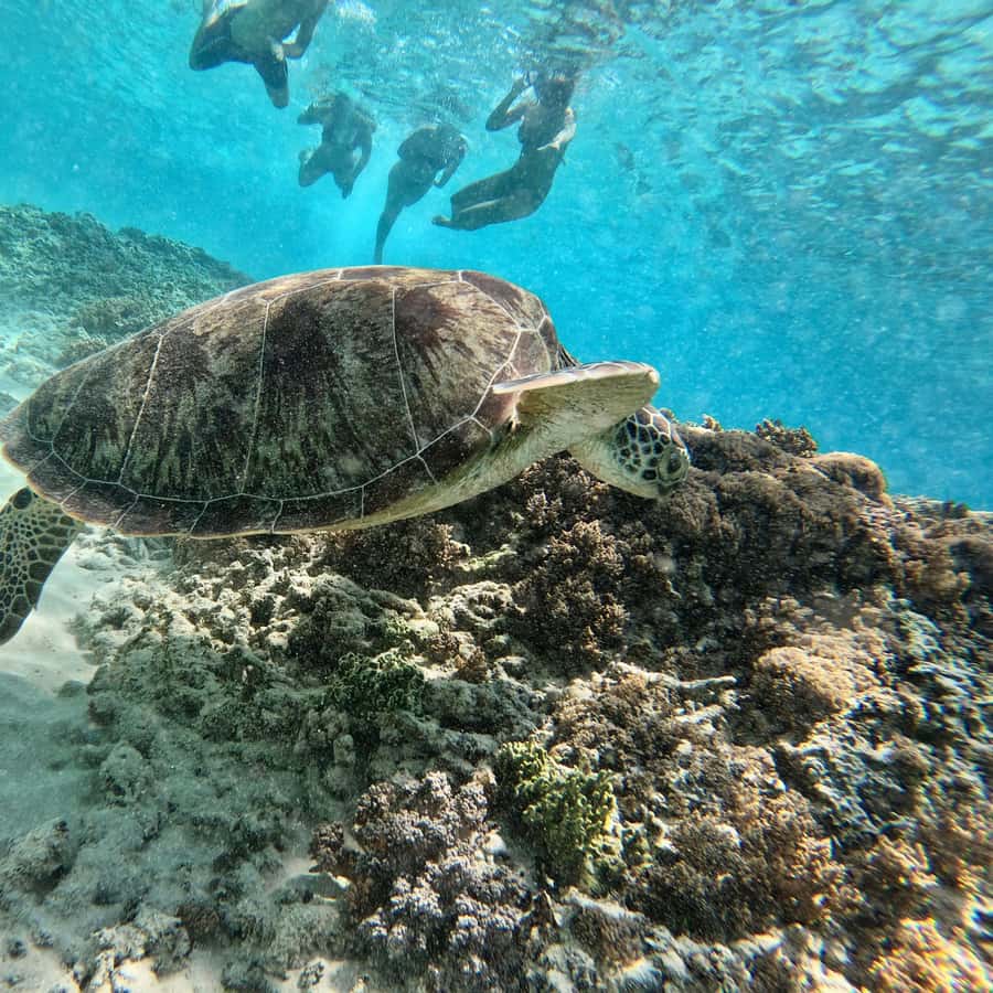 Nusa Lembongan croisière snorkeling en catamaran en d'une