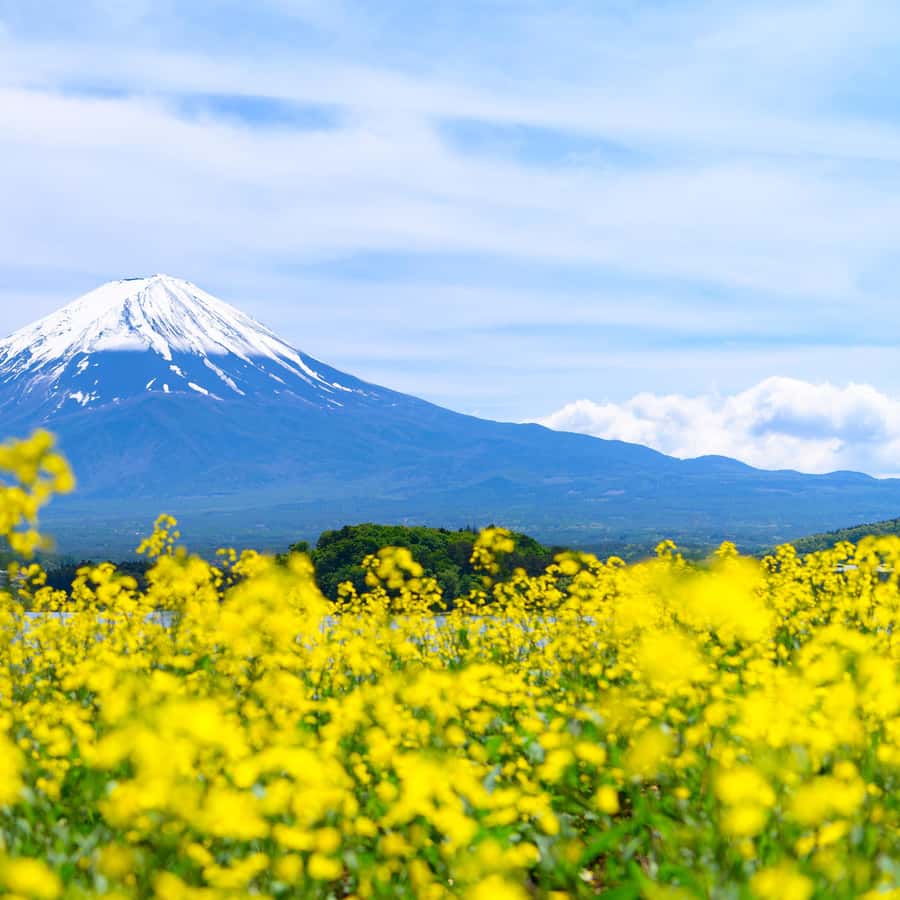 【御利益】富士山登頂　山 初期 スーパーレア PSA8 御利益】富士山登頂 山 初期 スーパーレア PSA8 - メルカリ
