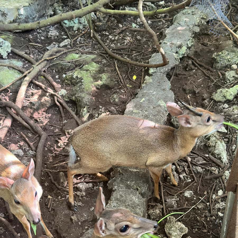 2억 7000만년전 암컷을 두고 싸운 고대 야수들, image size:900x900