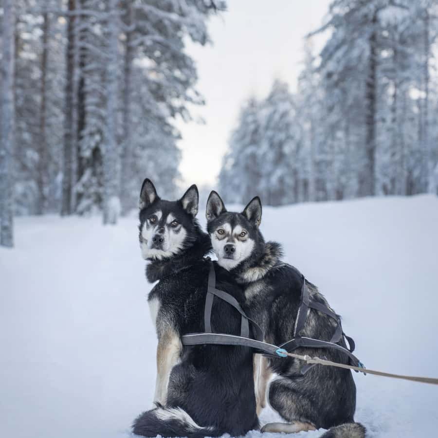 Медиаколлаж