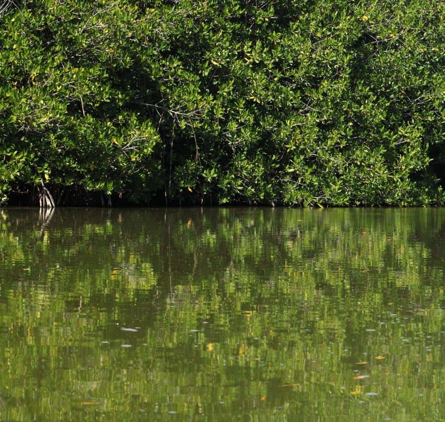From Puerto Escondido: Day Trip to Chacahua National Park