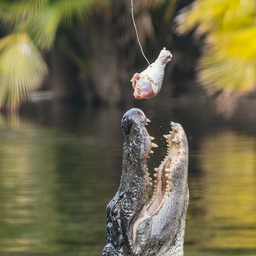 Orlando: Drive-Thru Safari Park at Wild Florida