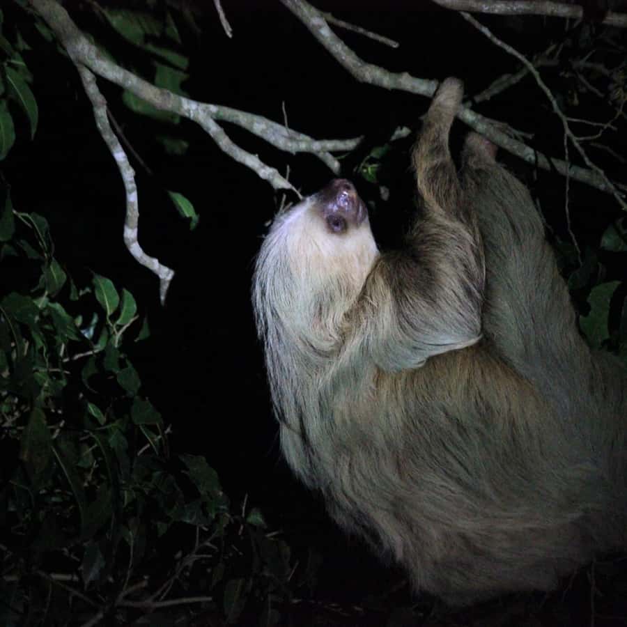 La Fortuna Night Walk in a High Biodiversity Rainforest GetYourGuide