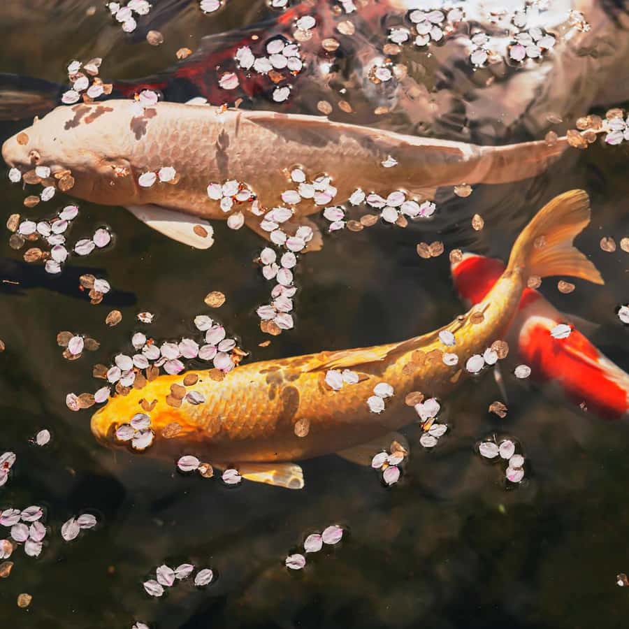 メディア コラージュ