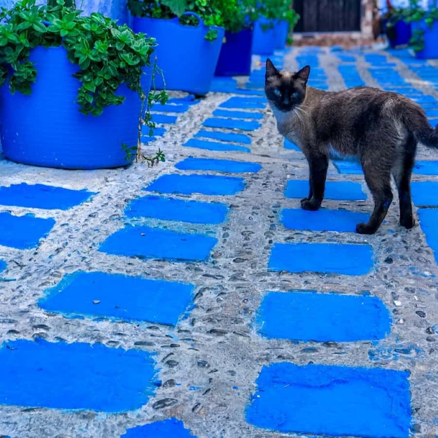 Colagem de mídia