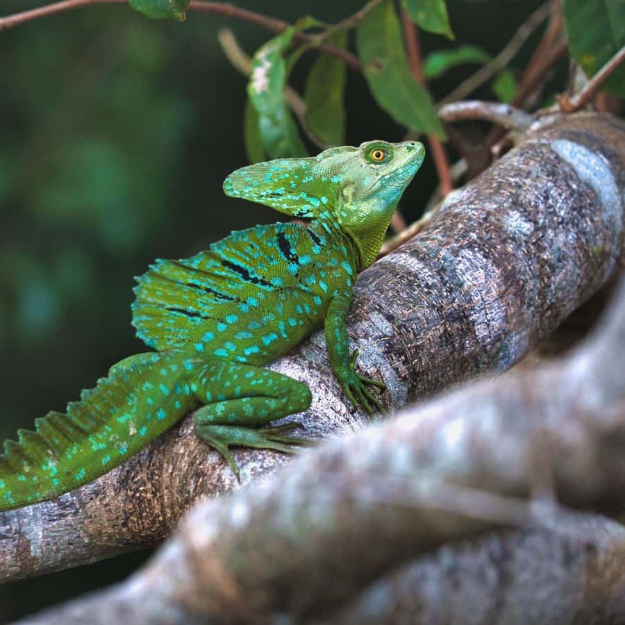 Tortuguero: Kanotur på eventyr | GetYourGuide, image size:900x900