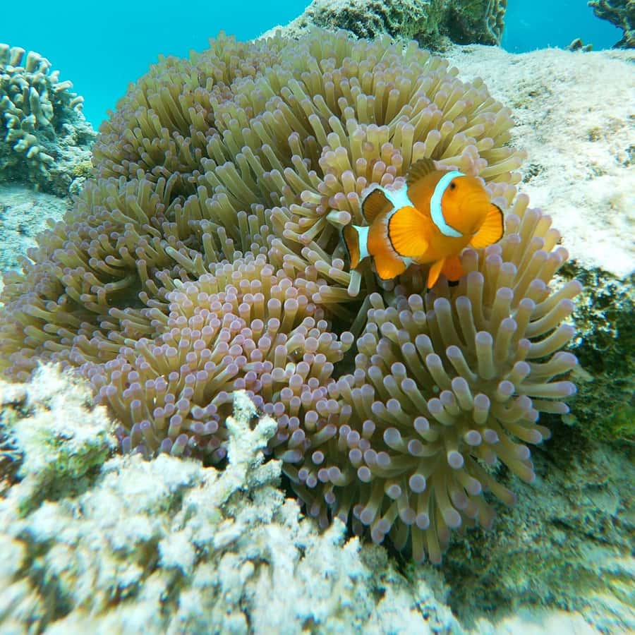 Fototapet - Klovnefisk Anemone Harmoni - Tapet.com, image size:900x900