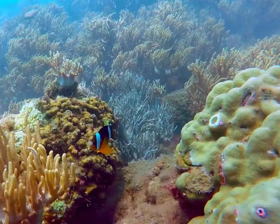 Galería de fotos para redes
