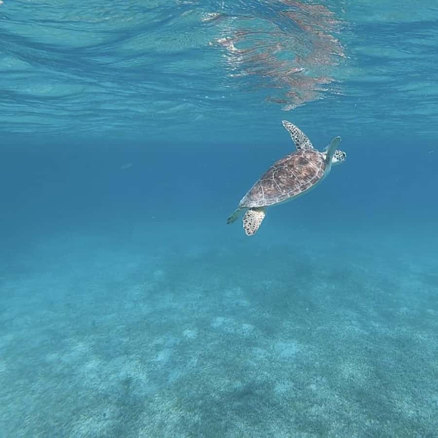 Culebra: Self Guided Day Trip with San Juan Transport