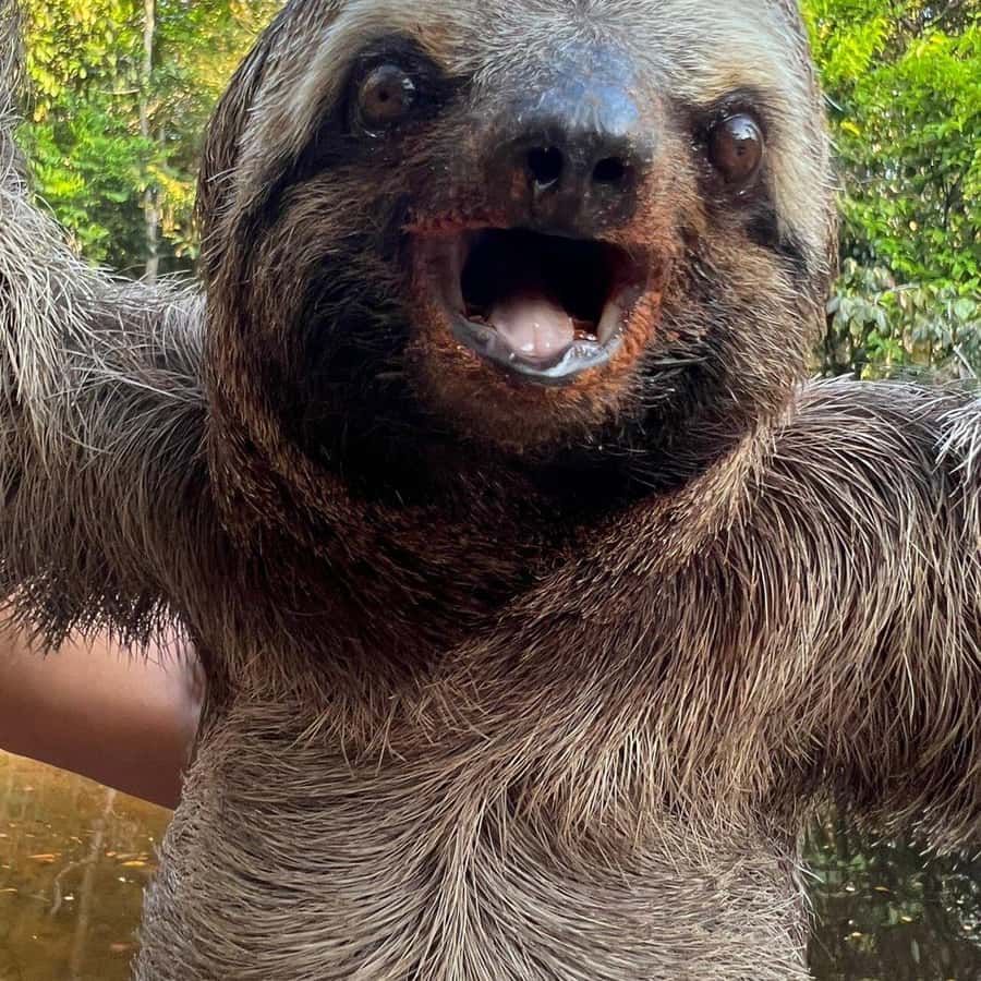 Amazonas: 2, 3 eller 4-dagers tur | GetYourGuide, image size:900x900