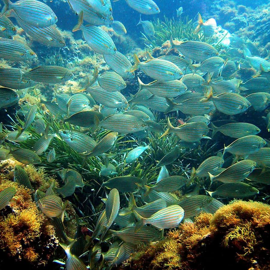From Nice: French Riviera Swimming and Snorkeling Cruise