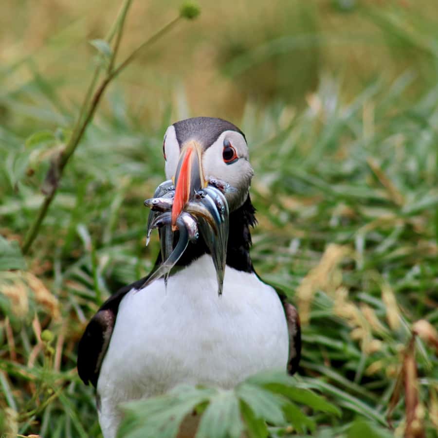 Reykjavik: 1-Hour Puffin Watching Tour