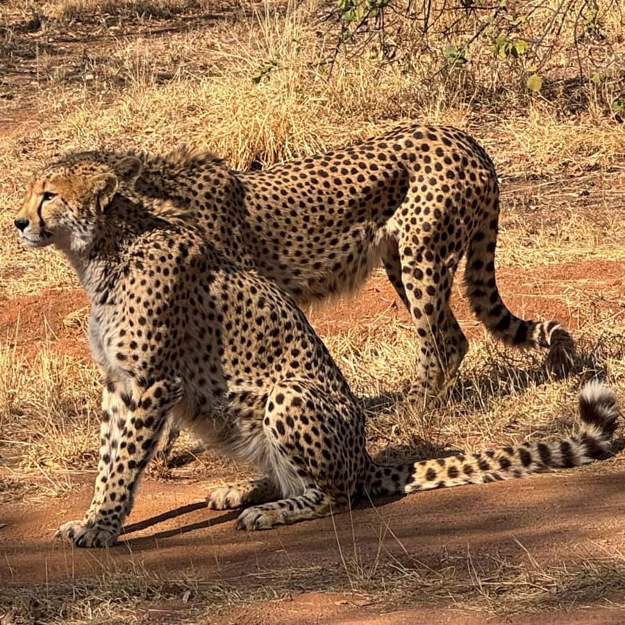 メディア コラージュ