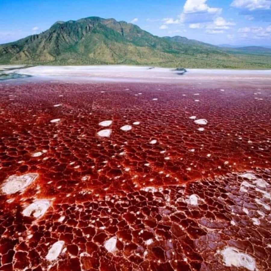 나트론 호수 당일 여행 | GetYourGuide