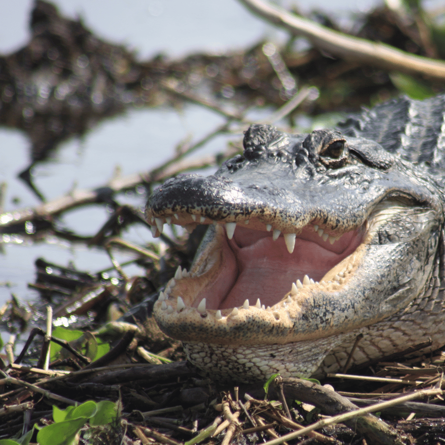 Everglades Day Safari from Sanibel, Fort Myers & Naples
