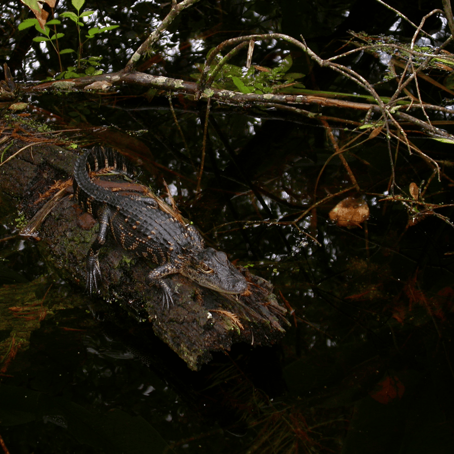 Everglades Day Safari from Sanibel, Fort Myers & Naples