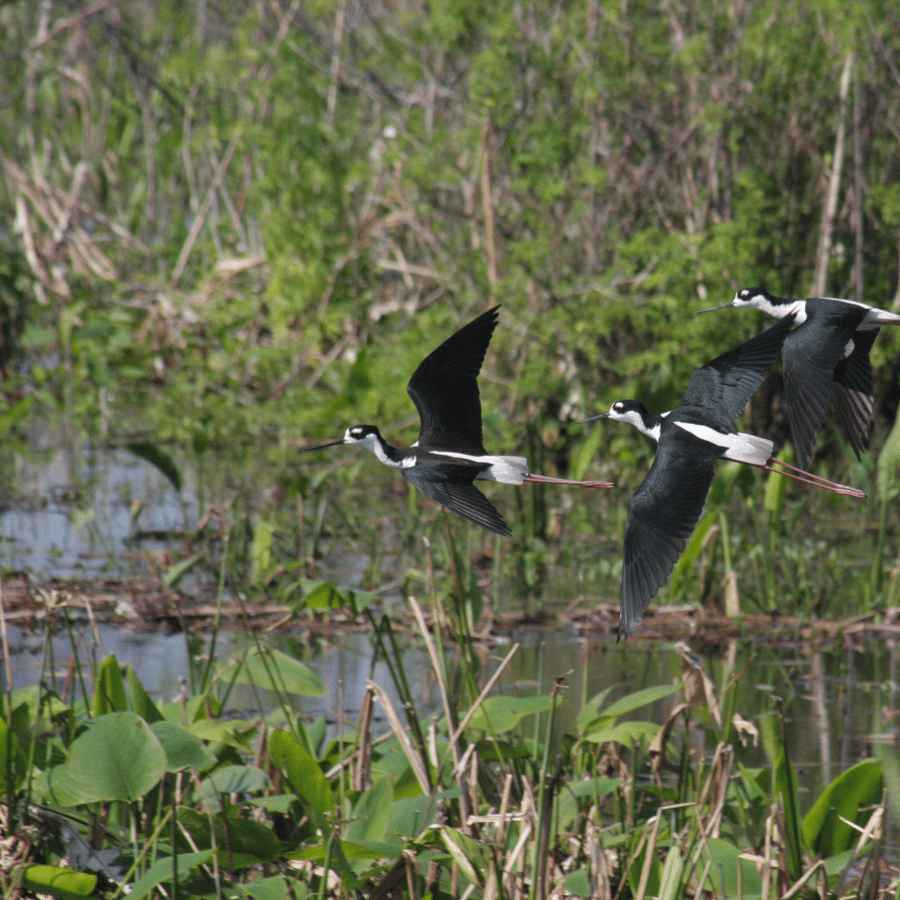 Everglades Day Safari from Sanibel, Fort Myers & Naples