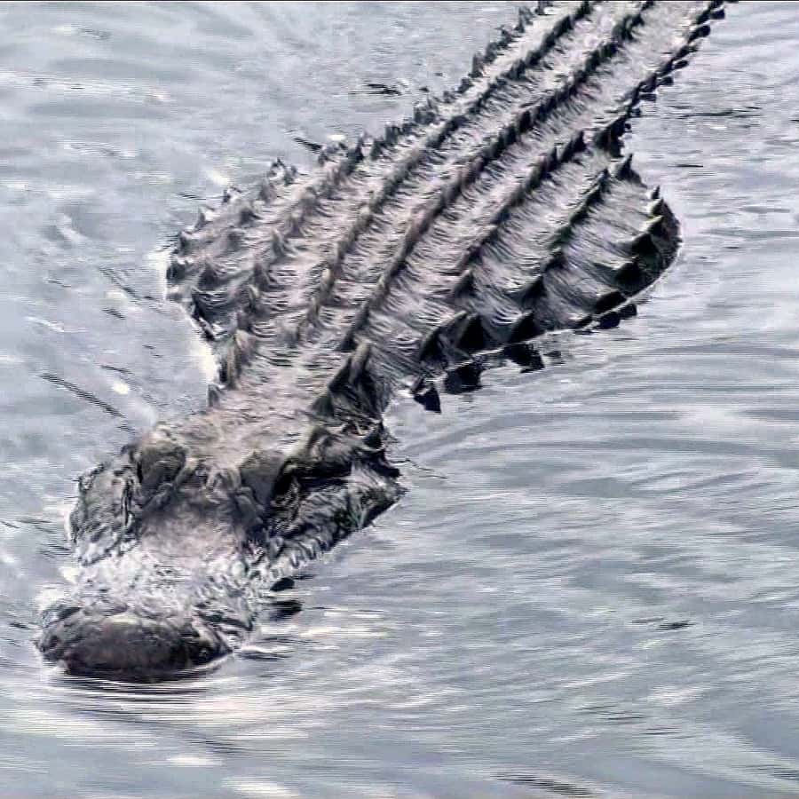 Orlando: Wild Florida Everglades Airboat & Wildlife Park
