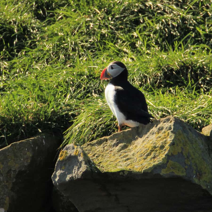 Reykjavik: Puffin Watching Tour