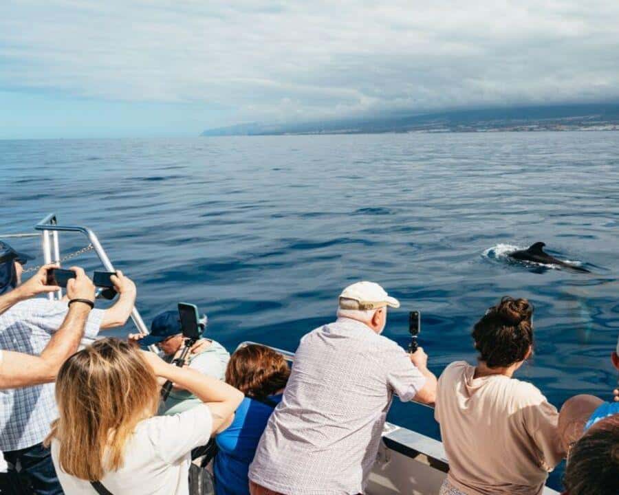 Galería de fotos para redes