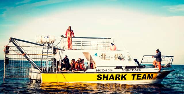 From Hermanus or Cape Town: Shark Cage Diving Experience