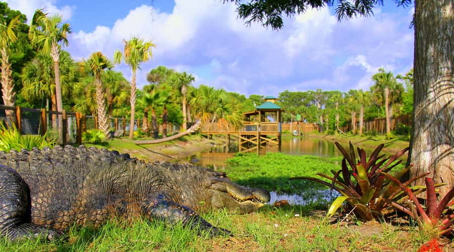 Orlando: Wild Florida Park, Gator Show & Animal Encounters